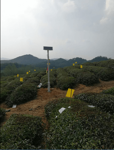 推广绿色有机技术， 打造优质青米砖茶