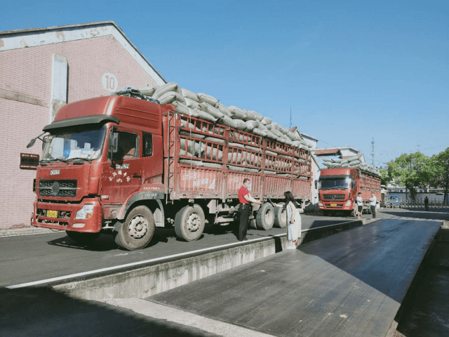 赵李桥茶厂启动2020年青砖茶原料收购工作